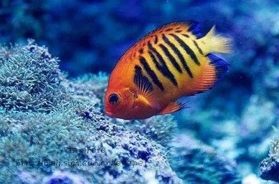 澳洲淡水觀賞魚種類有哪些（淡水觀賞魚的種類及種類介紹）