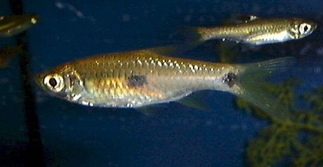 澳洲淡水觀賞魚種類有哪些（淡水觀賞魚的種類及種類介紹）