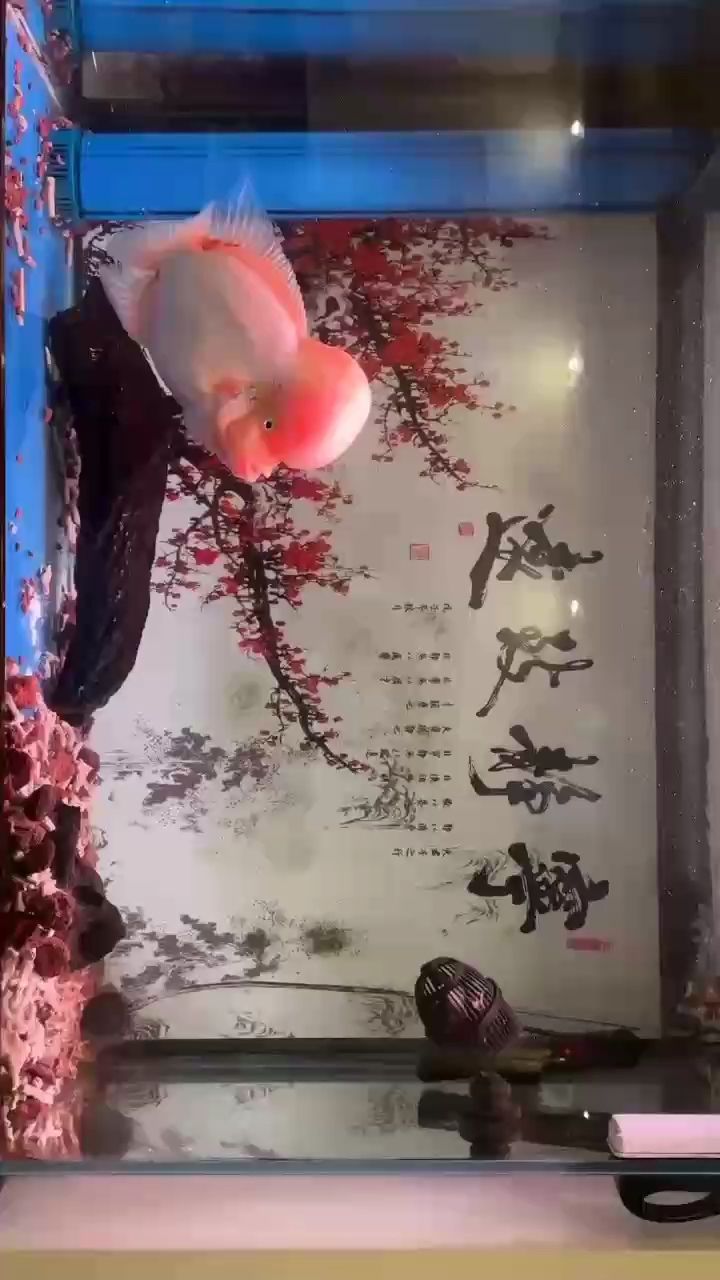 雪山兩周歲了