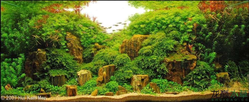 濮陽觀賞魚市場2007年AGA造景比賽部分獲獎作品