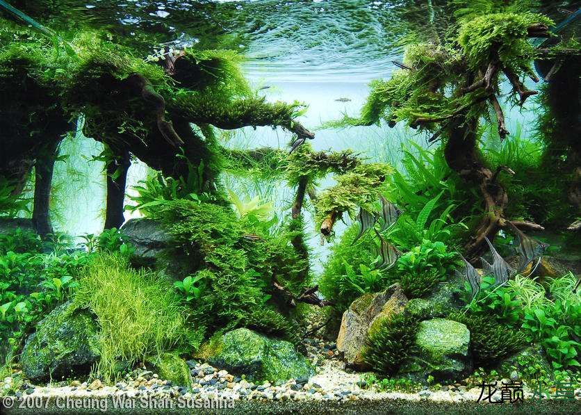濮陽觀賞魚市場2007年AGA造景比賽部分獲獎作品