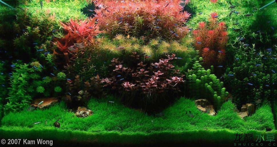 濮陽觀賞魚市場2007年AGA造景比賽部分獲獎作品