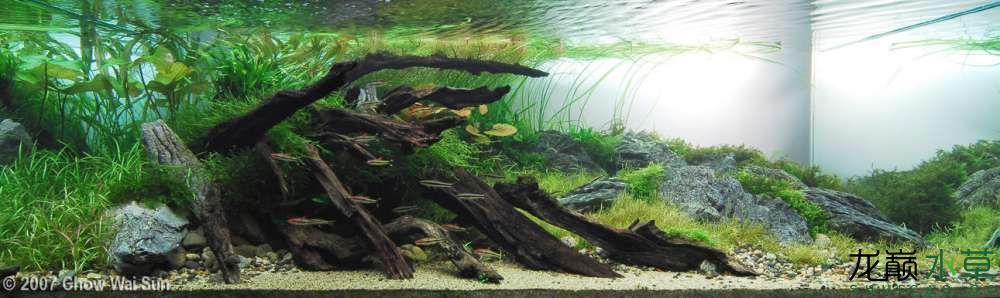 濮陽觀賞魚市場2007年AGA造景比賽部分獲獎作品