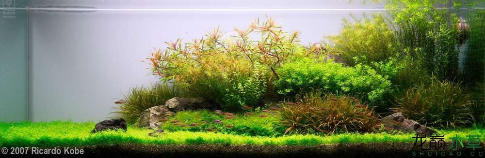 濮陽觀賞魚市場2007年AGA造景比賽部分獲獎作品