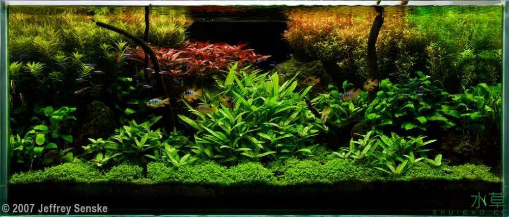 濮陽觀賞魚市場2007年AGA造景比賽部分獲獎作品