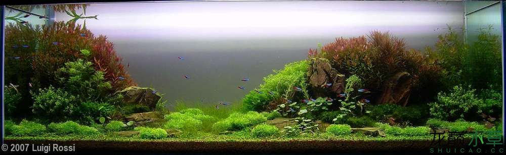 濮陽觀賞魚市場2007年AGA造景比賽部分獲獎作品