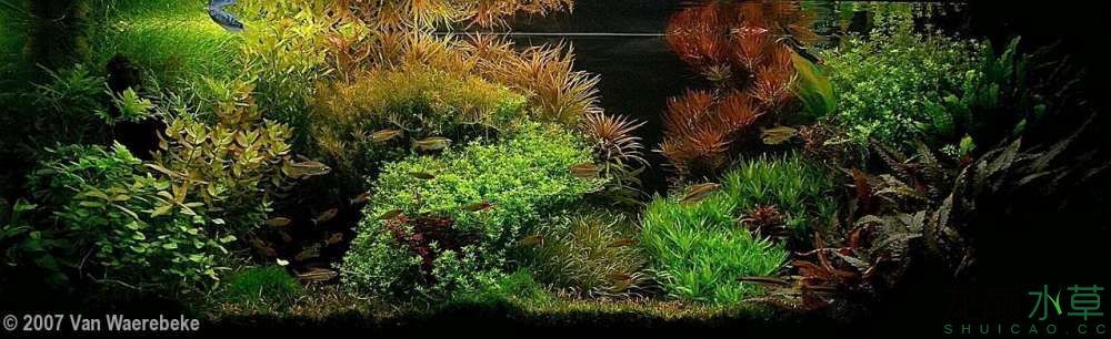 濮陽觀賞魚市場2007年AGA造景比賽部分獲獎作品