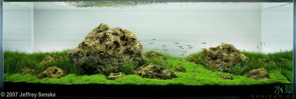 濮陽觀賞魚市場2007年AGA造景比賽部分獲獎作品