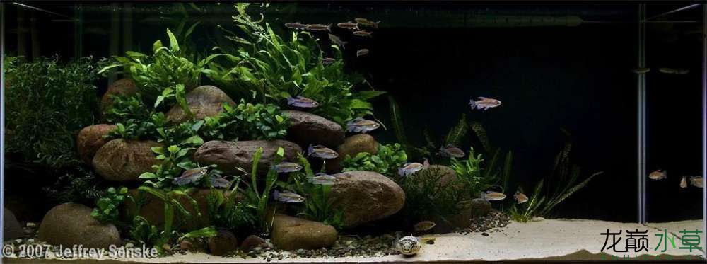 濮陽觀賞魚市場2007年AGA造景比賽部分獲獎作品