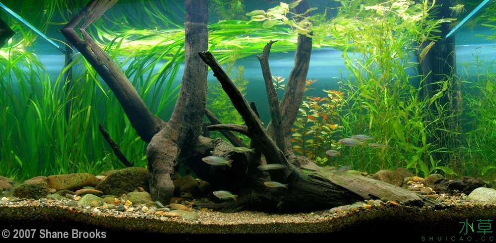 濮陽觀賞魚市場2007年AGA造景比賽部分獲獎作品