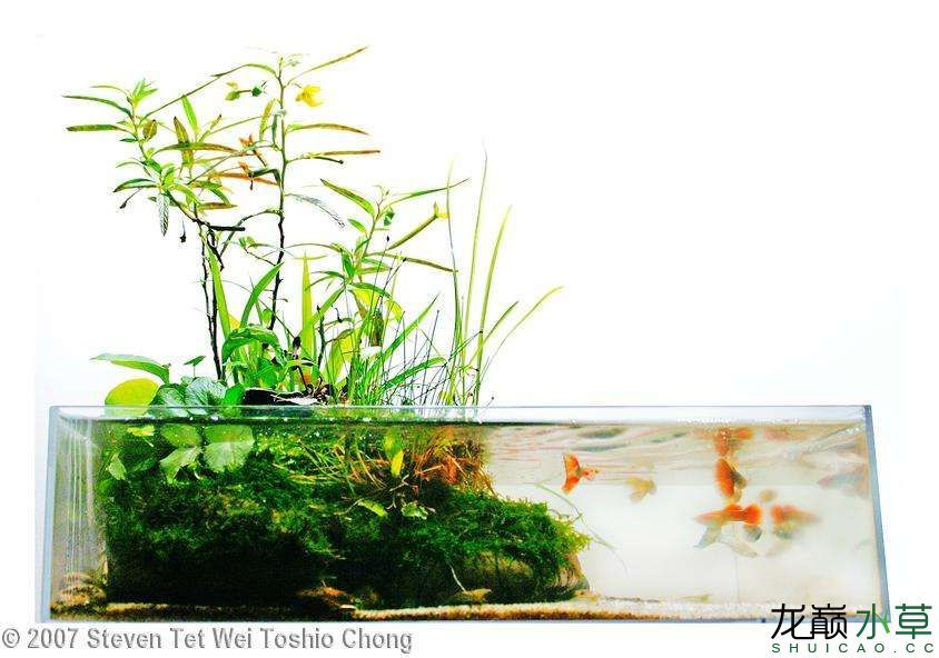 濮陽觀賞魚市場2007年AGA造景比賽部分獲獎作品