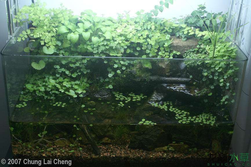 濮陽觀賞魚市場2007年AGA造景比賽部分獲獎作品