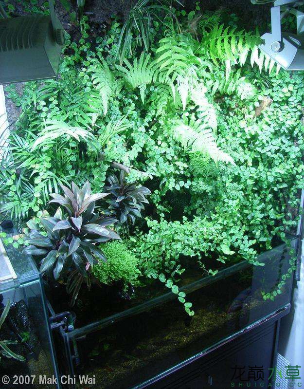 濮陽觀賞魚市場2007年AGA造景比賽部分獲獎作品