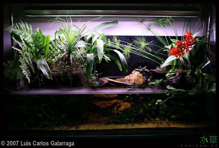濮陽觀賞魚市場2007年AGA造景比賽部分獲獎作品