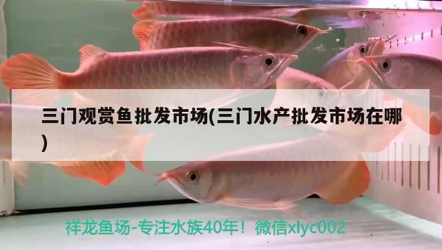 三門觀賞魚批發市場(三門水產批發市場在哪)