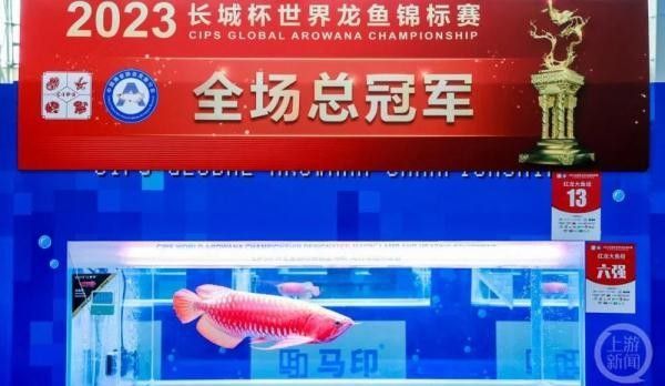 桃源龍魚屬于什么檔次