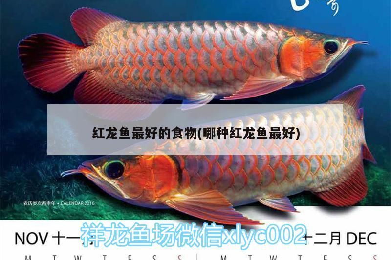 紅龍魚最好的食物(哪種紅龍魚最好)