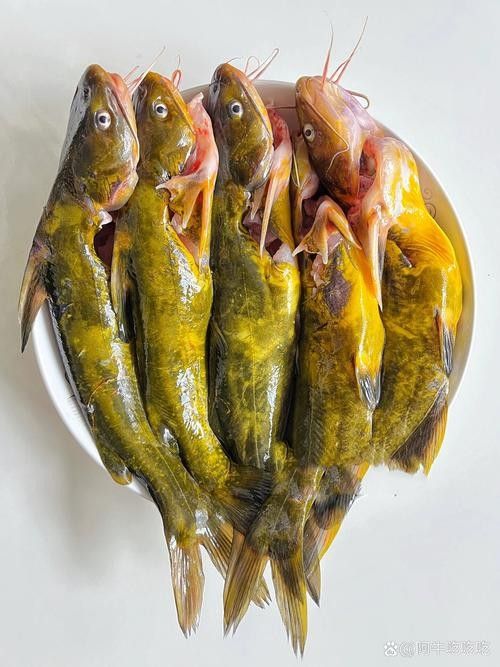 崗子龍魚屬于什么檔次