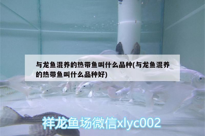 與龍魚混養(yǎng)的熱帶魚叫什么品種(與龍魚混養(yǎng)的熱帶魚叫什么品種好)