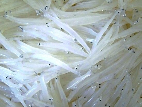 宿松銀魚 宿松銀魚 觀賞魚百科 第10張