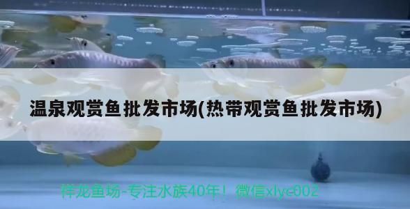 溫泉觀賞魚批發(fā)市場(chǎng)(熱帶觀賞魚批發(fā)市場(chǎng))