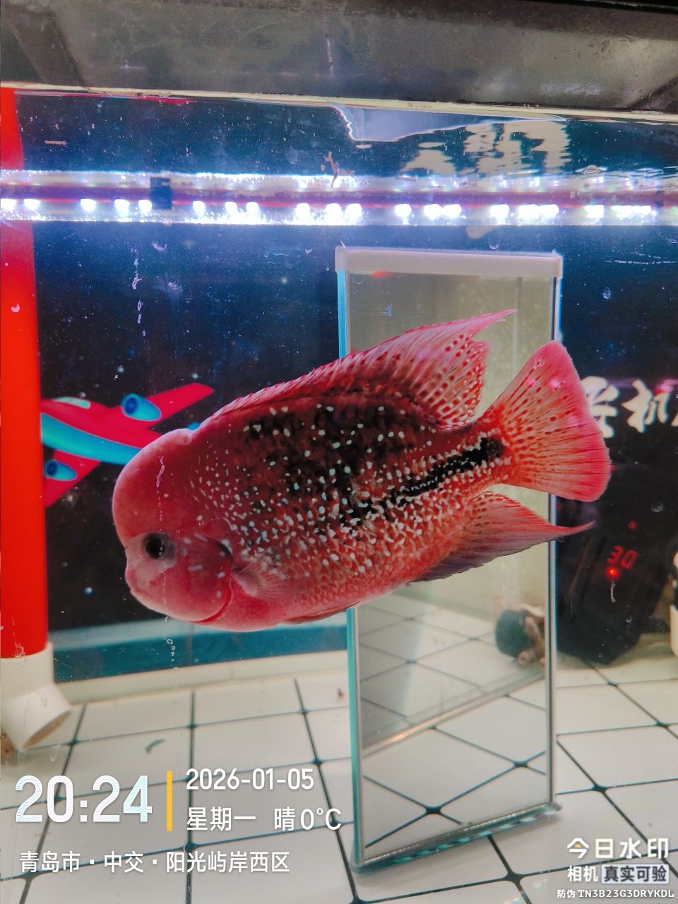 有沒有大神看看這條魚值什么價