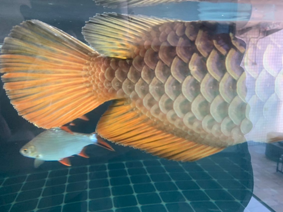金龍水霉 龍魚論壇 第2張 金龍水霉 金龍水霉 龍魚論壇 第2張