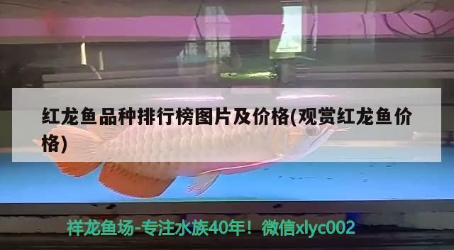 紅龍魚品種排行榜圖片及價格(觀賞紅龍魚價格)