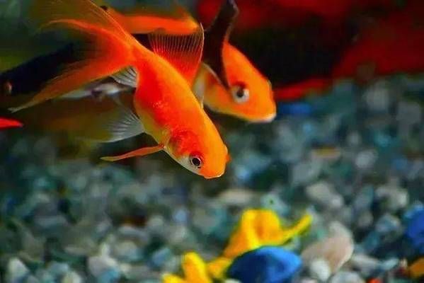 高背紅尾金龍魚(高背紅尾金龍魚百科)