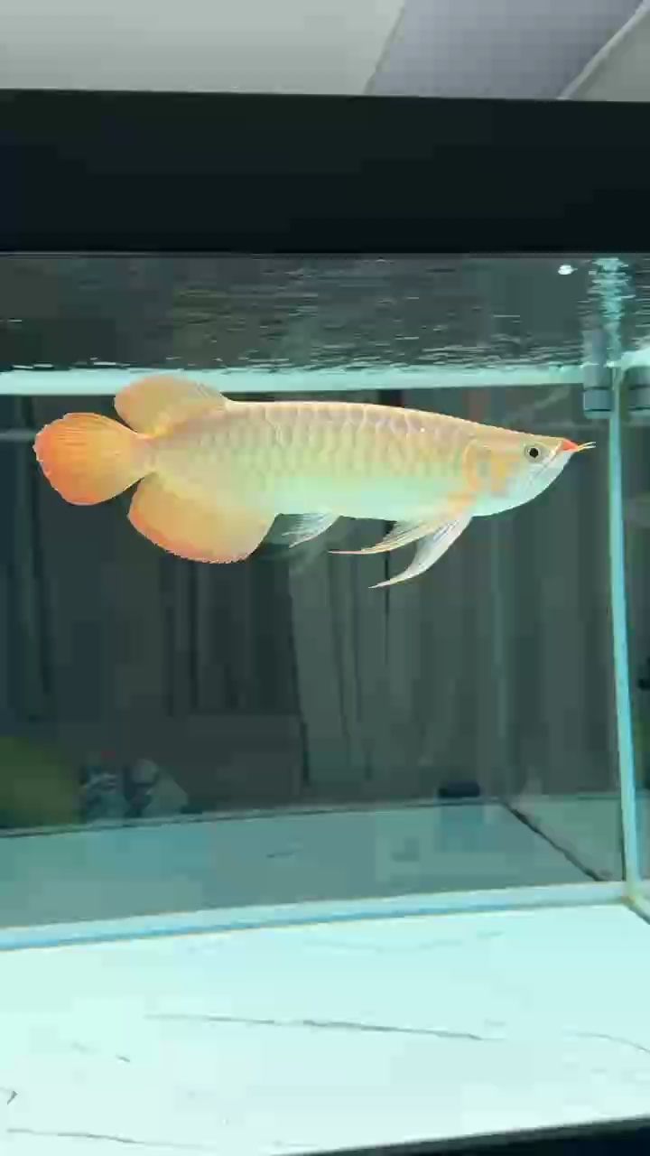 最近狀態有點下滑啊