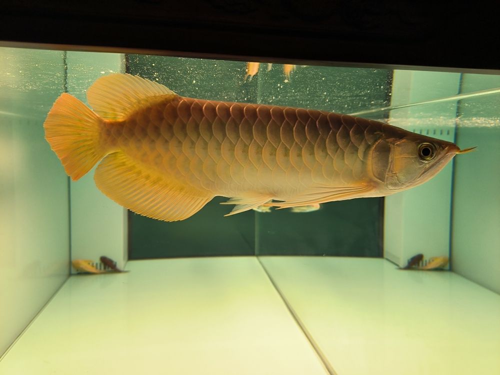 軟水養魚