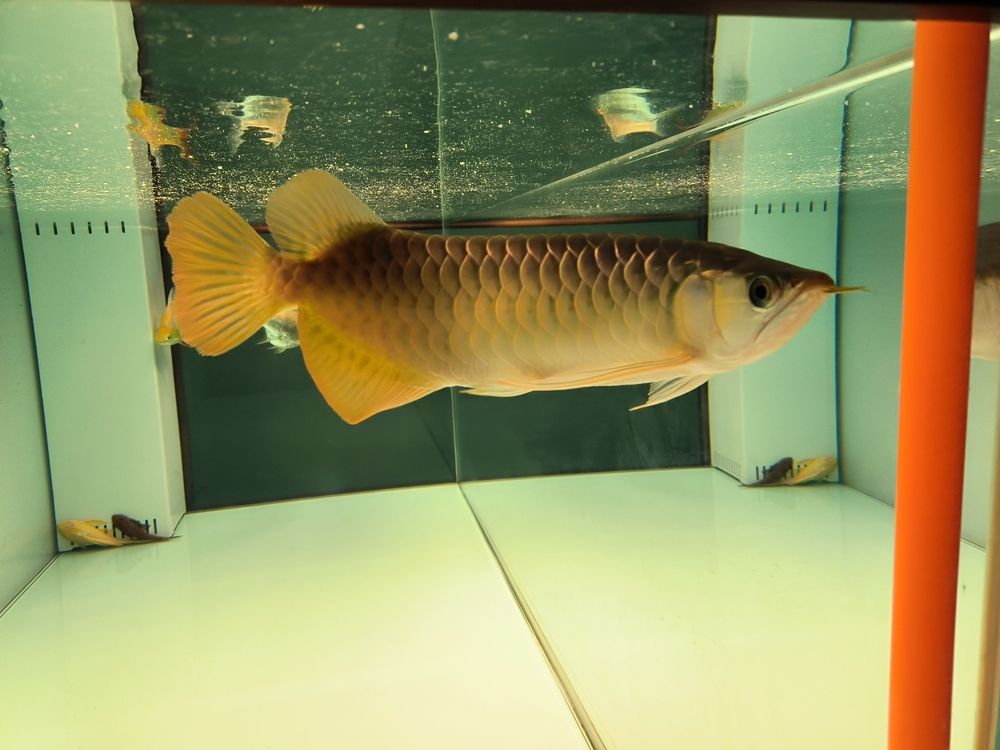 軟水養魚