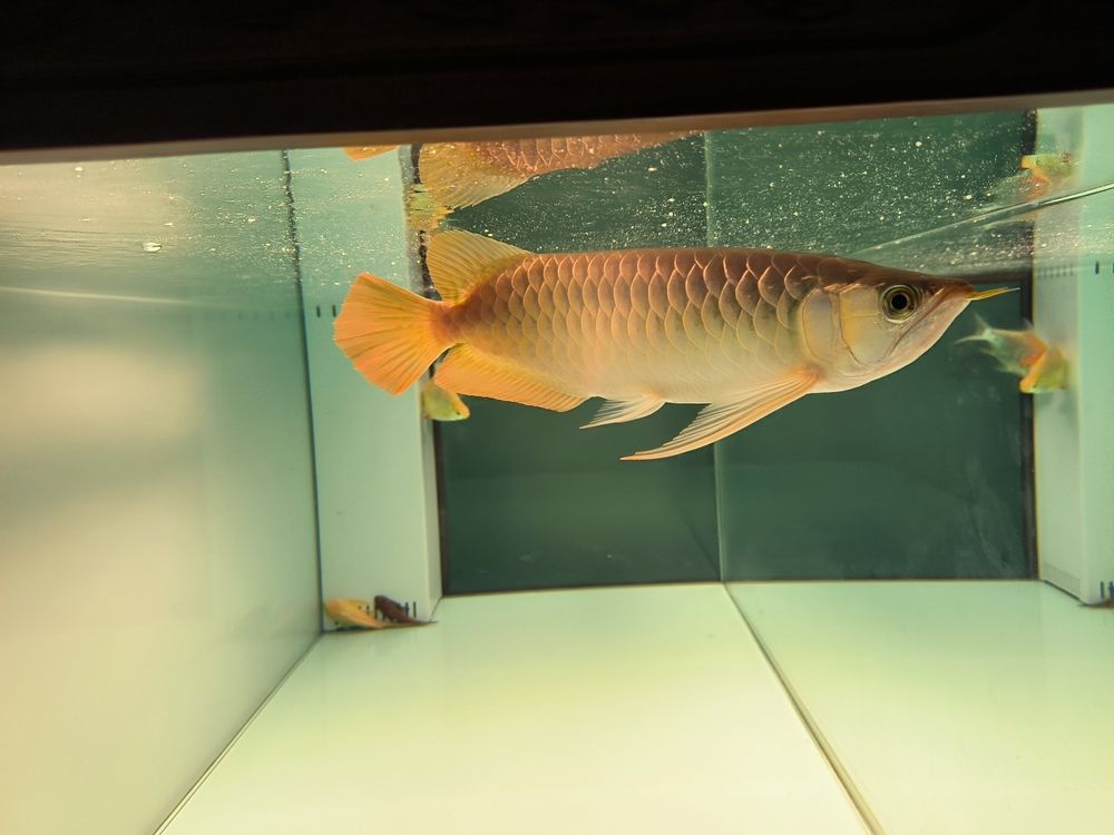 軟水養魚