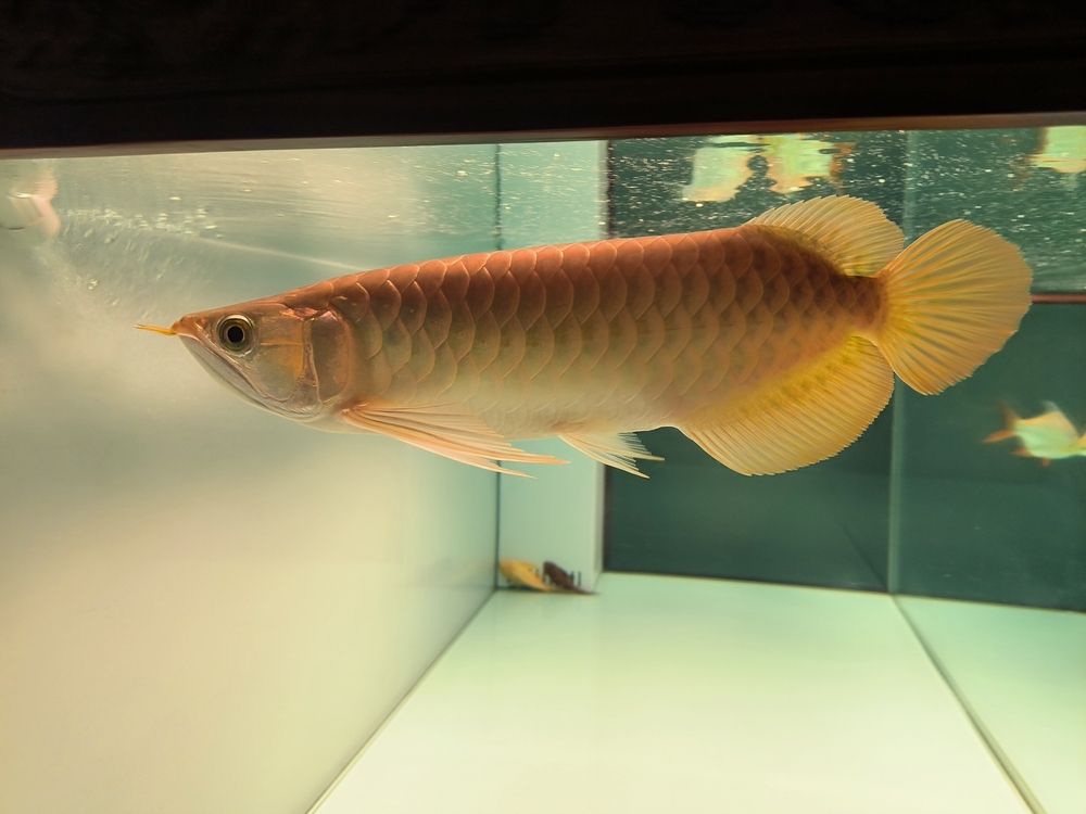 軟水養魚