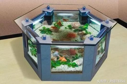 金龍魚分類地位分析：關于金龍魚的幾個疑問