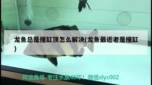龍魚總是撞缸頂怎么解決(龍魚最近老是撞缸)