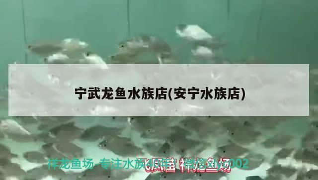 寧武龍魚水族店(安寧水族店)