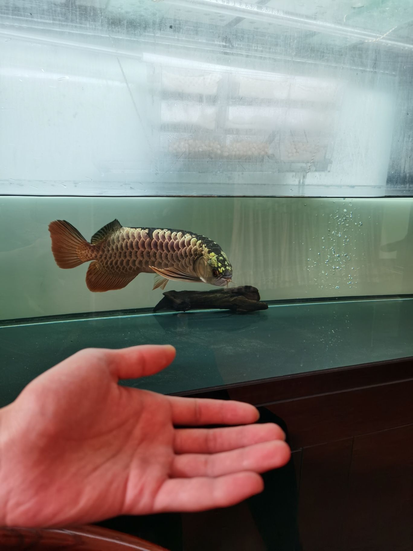 鋼炮一枚 鋼炮一枚 觀賞魚百科 第1張