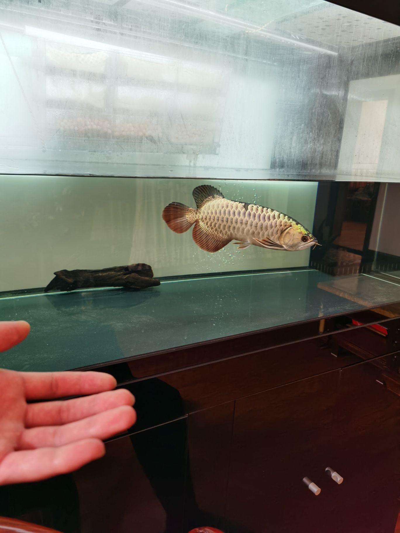 鋼炮一枚 鋼炮一枚 觀賞魚百科 第2張