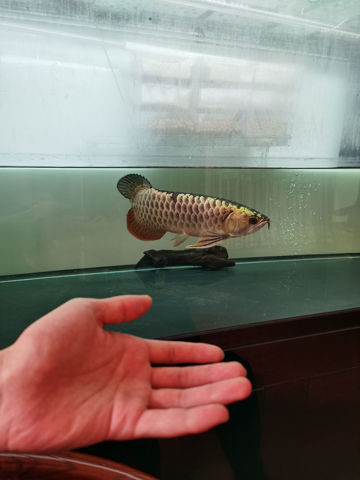 鋼炮一枚 鋼炮一枚 觀賞魚百科 第3張