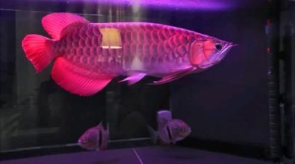 鋼炮一枚 鋼炮一枚 觀賞魚百科 第5張