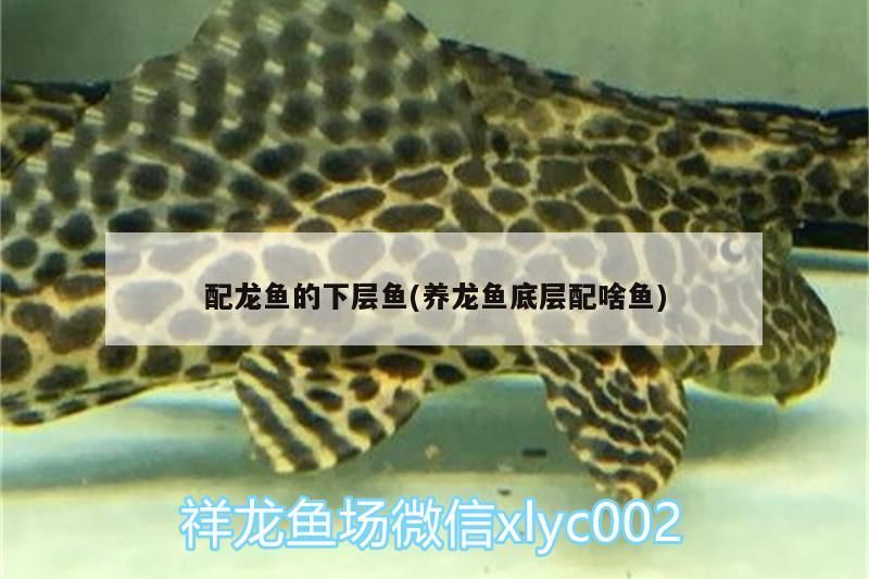 配龍魚的下層魚(養龍魚底層配啥魚)
