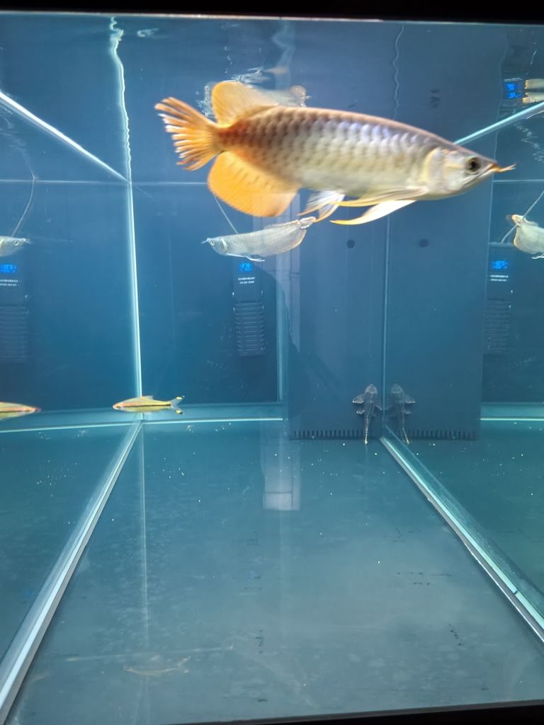 到家37天了 到家37天了 龍魚論壇 第1張