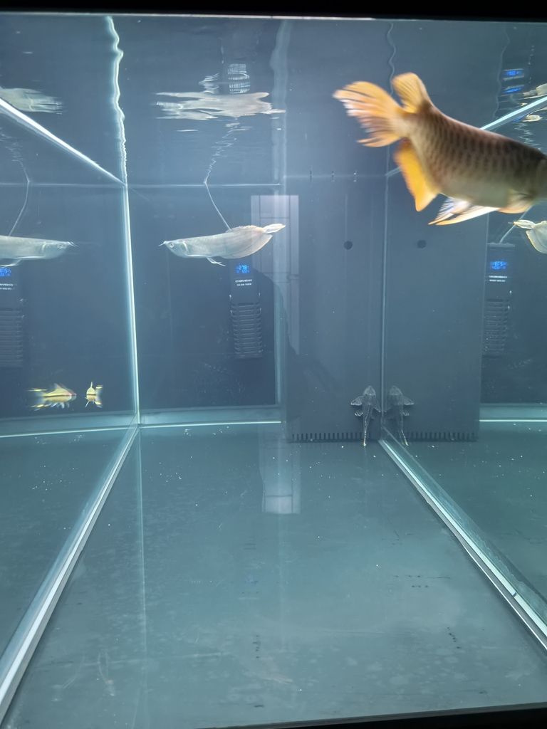 到家37天了 到家37天了 龍魚論壇 第2張