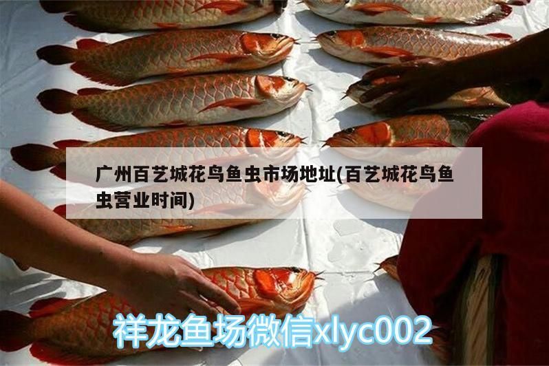 廣州百藝城花鳥魚蟲市場地址(百藝城花鳥魚蟲營業(yè)時間)