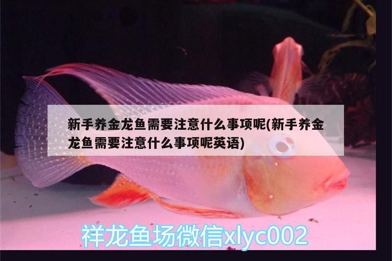 新手養(yǎng)金龍魚需要注意什么事項呢(新手養(yǎng)金龍魚需要注意什么事項呢英語)