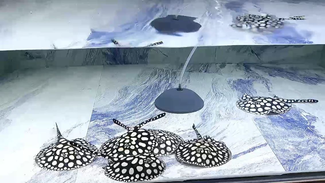 養(yǎng)魚(yú)的終極浪漫依舊繞不開(kāi)“純血”二字，純血的路上有人走散，有人重逢，我們始終在這，守著一池?zé)釔?ài)。