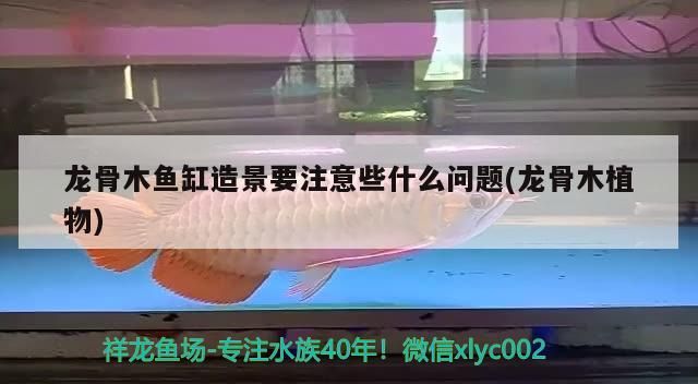 龍骨木魚缸造景要注意些什么問題(龍骨木植物)