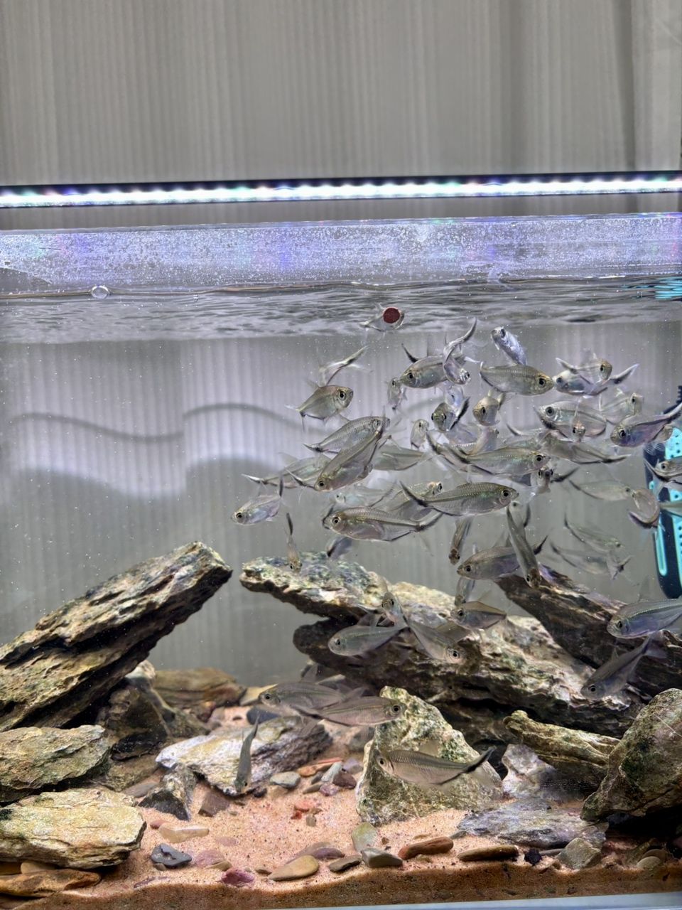 養魚真的是治愈心情最好的良藥 養魚真的是治愈心情最好的良藥 龍魚論壇 第1張