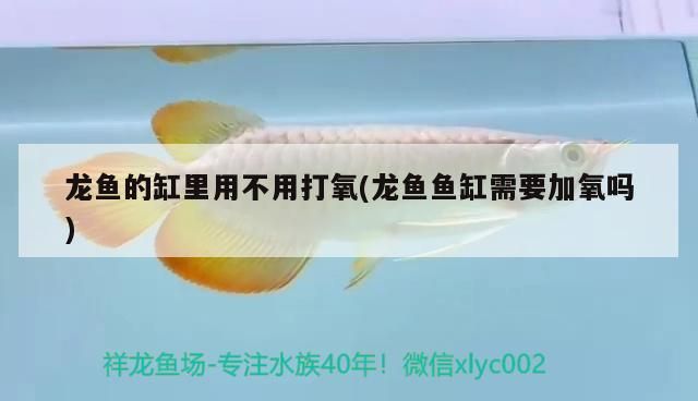 龍魚的缸里用不用打氧(龍魚魚缸需要加氧嗎)